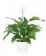 Peace Lily White Flowers