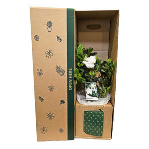 Gardenia White Flowers