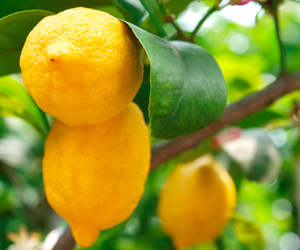 For Her: Meyer Lemon Tree
