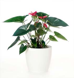 For Her: Anthurium White Pot
