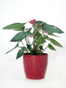 For Her: Anthurium Red Pot