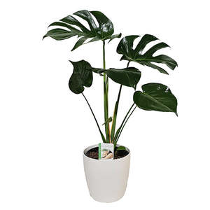 Anniversary Gifts: Monstera Delicoisa
