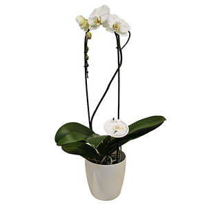Anniversary Gifts: Grandiflora Orchid