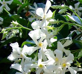 Jasmine White Flowers