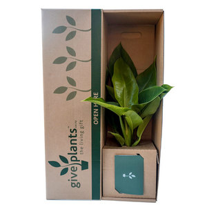 Anniversary Gifts: Philodendron - Green Princess