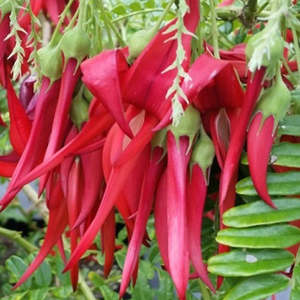 Anniversary Gifts: Kaka Beak - Native Plant