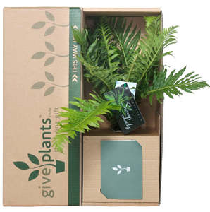 Anniversary Gifts: Fern Belchnum Silver Lady