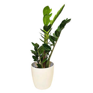 Mothers Day: Zamioculcas ZZ Green