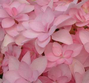 Mothers Day: Hydrangea