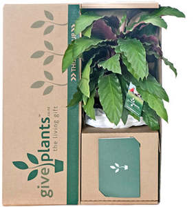 Indoor Pot Plants: Calathea