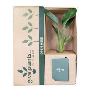 Indoor Pot Plants: Birds of Paradise 'Strelitzia Reginae Variety Parvifolia'