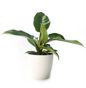 Indoor Pot Plants: Philodendron - Imperial Green