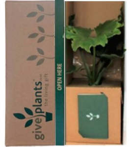 Indoor Pot Plants: Philodendron - Hope