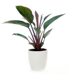 Indoor Pot Plants: Philodendron - Congo