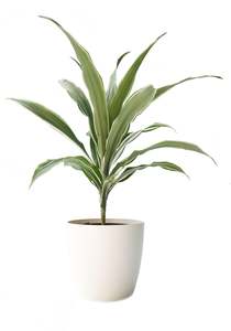 Dracaena - Warneckii