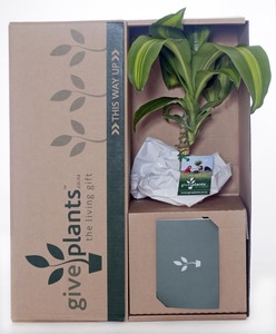 Dracaena - Massangeana