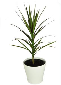 Indoor Pot Plants: Dracaena - Marginata