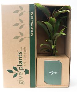 Indoor Pot Plants: Cordyline Fruticosa