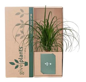 Indoor Pot Plants: Ponytail Palm