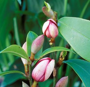 Plant Pots: Michelia Port Wine