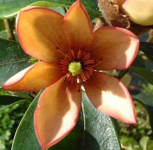 Plant Pots: Michelia Coco