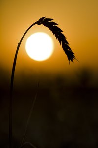Golden Wheat Sunset Glass Art - Glassography & Florals