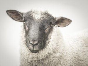 Stella The Sheep - Glassography & Florals