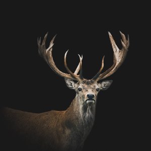 Skipper Deer Glass Art - Glassography & Florals