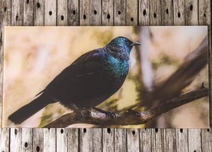 Tui - Glass Art - Glassography & Florals