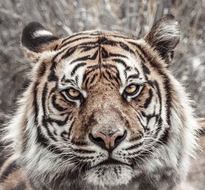 Tiger Glass Art - Glassography & Florals