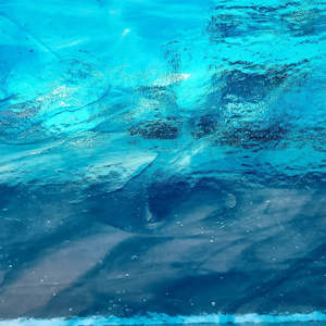 Wissmach 96 Coe: Sea Blue / Clear T