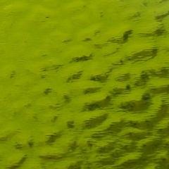 English Muffle: Spring Grass Green English Muffle T