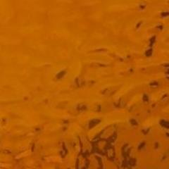 Coronation Gold English Muffle T