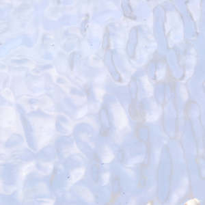 Corella Classic: Blue-Grey Corella Classic T