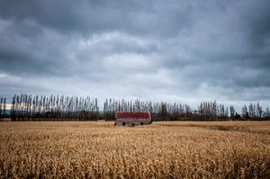 Greytown