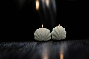 Artistic Sculptural Treasures: Seashell