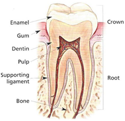 Products: The tooth
