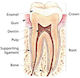 The tooth