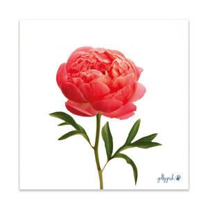 Fine Art Prints: Peony Flower Fine Art Print