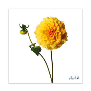 Fine Art Prints: Sunburst Dahlia Fine Art Print