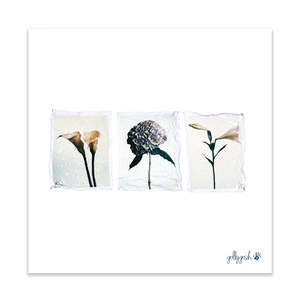 Fine Art Prints: Triple Flower Polaroid Fine Art Print