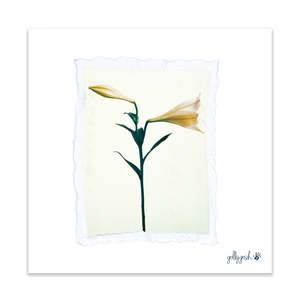 Fine Art Prints: Lily Polaroid Fine Art Print