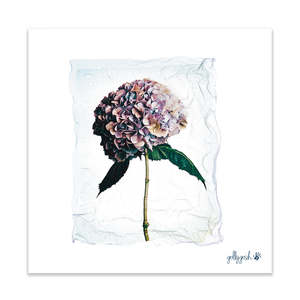 Fine Art Prints: Hydrangea Polaroid Fine Art Print