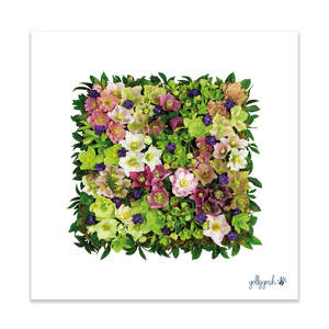 Helleborus Square Fine Art Print