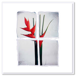 Strelitzia Polaroid Greeting Card