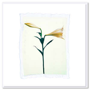 Christmas Cards: Lily Polaroid Greeting Card