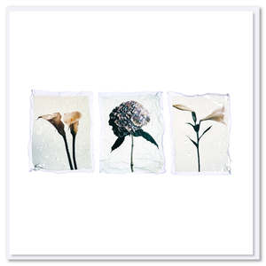 Triple Flower Polaroid Greeting Card