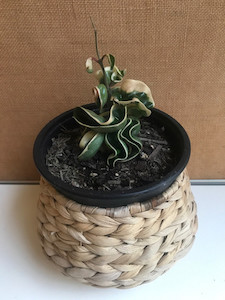 Hoya Compacta Regalis (Varigated hindu Rope)- as pictured goodfeed