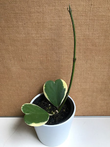 Hoya kerrii albomarginata goodfeed