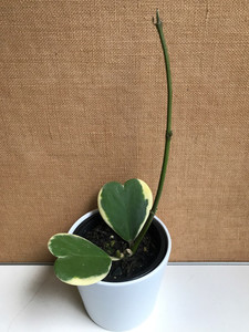 Products: Hoya kerrii albomarginata goodfeed